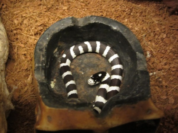 King Snake hay còn gọi là rắn vua, có nguồn gốc ở Canada, Trung Mỹ, Hoa Kì. Kích thước lớn nhất đạt được từ 1,2m đến 1,5m. King snake có màu sắc rất đa dạng, chính vì vậy chúng trở thàng vật nuôi phổ biến tại các nước trên thế giới. Màu sắc của King từ màu rực rỡ như Milk Snake cho đến hoa văn phức tạp.
